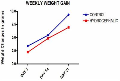 Dendritic and Synaptic Degeneration in Pyramidal Neurons of the Sensorimotor Cortex in Neonatal Mice With Kaolin-Induced Hydrocephalus